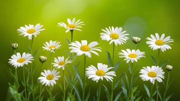 ai genererad grön natur bakgrund ställer ut daisy på annorlunda tillväxt stadier foto