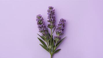ai genererad lavendel- blooms isolerat på en ren vit bakgrund foto