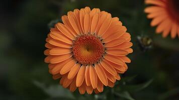 ai genererad ljus vibrerande orange gerber daisy blomma i stänga upp skott foto