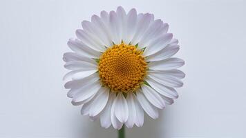 ai genererad kamomill blomma isolerat på vit skapar en fängslande makro skott foto