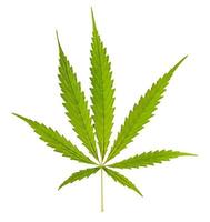 marijuana isolerad på vit bakgrund foto