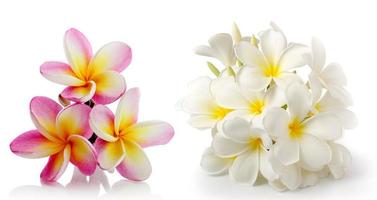 frangipani blomma isolerad på vitt på vit bakgrund foto