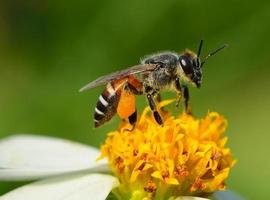 närbild bin på blomman foto