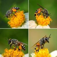 närbild bin på blomman foto