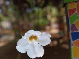 thunbergia grandiflora, en växt inföding till Kina, Indien, nepal, indokina och burma. klättrande växt med skön vit blommor med fläck bakgrund foto