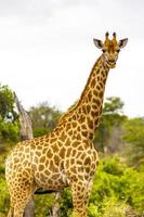 vacker lång majestätisk giraff kruger nationalpark safari Sydafrika. foto