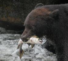 svart björn som fångar rosa lax foto