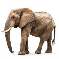 ai genererad afrikansk elefant isolerat på vit bakgrund.generativ ai foto