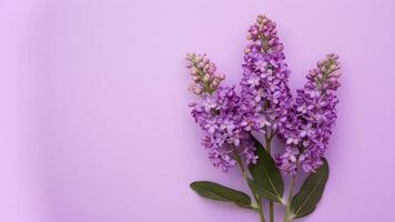 ai genererad skön lila blommor isolerat mot en ren vit bakgrund foto