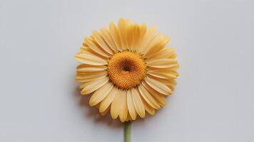 ai genererad ram isolerat gul daisy blomma fångar uppmärksamhet på vit bakgrund foto