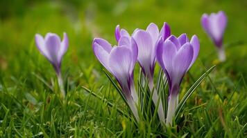 ai genererad lila krokus blomma bakgrund tapet med skön grön gräs foto