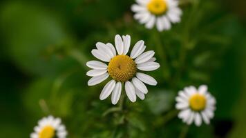 ai genererad närbild kamomill isolerat på vit bakgrund, oxe öga daisy foto