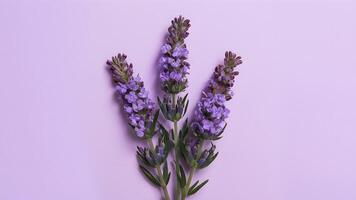 ai genererad lavendel- blooms isolerat på en ren vit bakgrund foto
