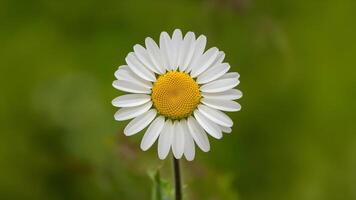 ai genererad daisy isolerat på vit bakgrund med kronblad och stam foto