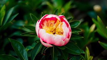 ai genererad skön bokeh förstärker rosa pion blomma mitt i frodig grön löv foto