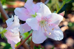 en vit knopp av en blommande azalea buske i de trädgård. foto