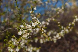 träd i vår, träd blomma i vår, gren, knoppar på en gren, skön bakgrund, ung löv och blommor på träd grenar foto