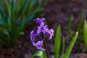 blommor i en blomma säng, blommor blomma i vår, blommor i vår, blomma säng foto