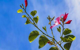 rosa röd lila blommor växter i tropisk skog natur Mexiko. foto