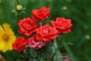 röda rosor och gul blomma foto
