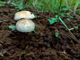 svamp i skogen. skogsscener. sommar. vita svampar foto