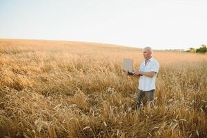 jordbrukare i vete fält inspekterande beskära foto