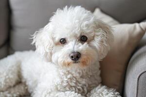 ai genererad rambulctious förtjusande bichon hund. generera ai foto