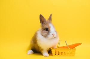 ung förtjusande kanin stå på färgad bakgrund. söt bebis kanin för påsk och uppkopplad handla affär för sällskapsdjur och grönsak. foto