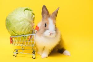 ung förtjusande kanin stå på färgad bakgrund. söt bebis kanin för påsk och uppkopplad handla affär för sällskapsdjur och grönsak. foto
