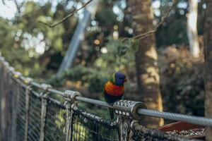 papegoja sitter på en bro kabel- i de skog foto