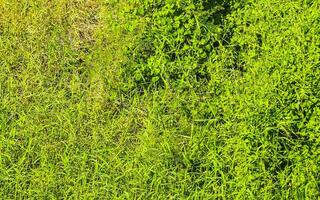 grön gräsmatta gräs klättrande växter textur tropisk mönster Mexiko. foto