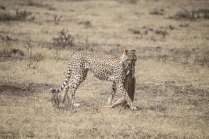 gepard med gasellkadaver foto