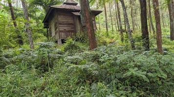 hus i skogen foto