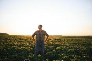 jordbrukare i sojaböna fält. tillväxt, utomhus. foto