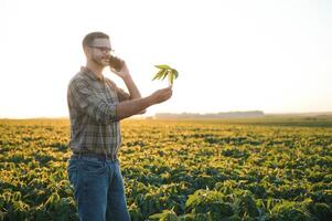 en söt jordbrukare är stående i en sojaböna fält och talande på de telefon med hans företag partner. foto