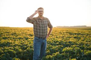 agronom inspekterande soja böna gröda växande i de bruka fält. lantbruk produktion begrepp. ung agronom undersöker sojaböna beskära på fält i sommar. jordbrukare på sojaböna fält foto