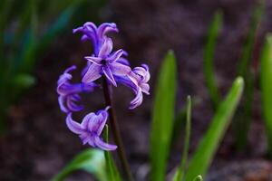 blommor i en blomma säng, blommor blomma i vår, blommor i vår, blomma säng foto