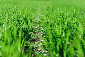 vår gräs på de fält, grön gräs, gräs växer på de fält, fält i vår foto