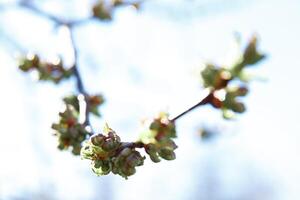 träd i vår, träd blomma i vår, gren, knoppar på en gren, skön bakgrund, ung löv och blommor på träd grenar foto