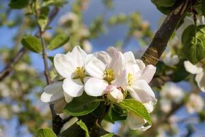 skön och delikat äpple blommor i de morgon- Sol stänga upp. äpple blomma. vår bakgrund. foto