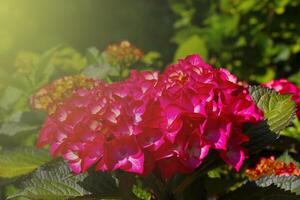 en mjuk ljus falls på en blommande gren av en hortensia i de trädgård. foto