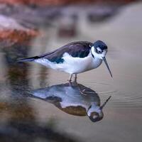 fågel fotografi, fågel bild, mest skön fågel fotografi, natur fotografi foto