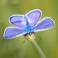 monark, skön fjäril fotografi, skön fjäril på blomma, makro fotografi, skön natur foto