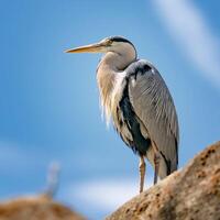 fågel fotografi, fågel bild, mest skön fågel fotografi, natur fotografi foto