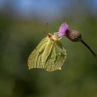 monark, skön fjäril fotografi, skön fjäril på blomma, makro fotografi, skön natur foto