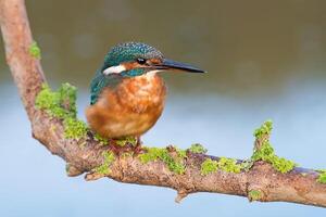 fågel fotografi, fågel bild, mest skön fågel fotografi, natur fotografi foto