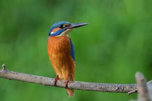 fågel fotografi, fågel bild, mest skön fågel fotografi, natur fotografi foto