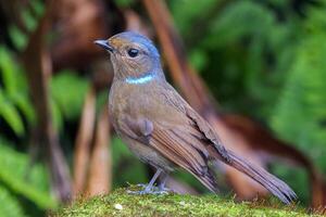 fågel fotografi, fågel bild, mest skön fågel fotografi, natur fotografi foto