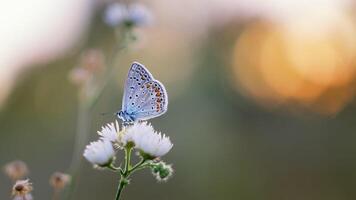 monark, skön fjäril fotografi, skön fjäril på blomma, makro fotografi, skön natur foto