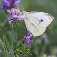 monark, skön fjäril fotografi, skön fjäril på blomma, makro fotografi, skön natur foto